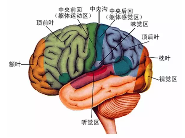 經(jīng)顱磁刺激治療你知道多少？